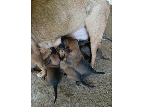 30 günlük ırk garantili oyuncu hırslı malinois yavrular