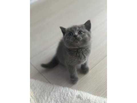 Safkan british shorthair bebeklerimize yuva arıyoruz