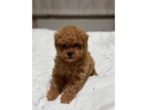Teddy face poodle 