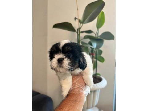 Shih tzu bebekler