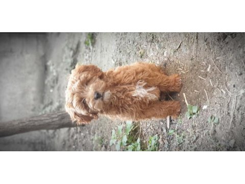 Yavru poodle 4 aylık