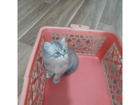 Yavru british shorthair