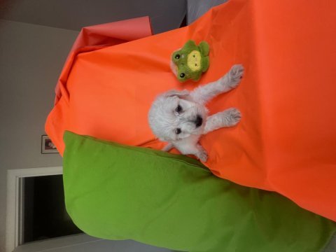 Maltese terrier yavrusu
