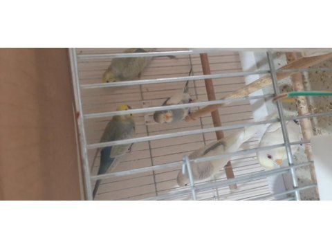 Rainbow parçalı yerli muhabbet kuşu