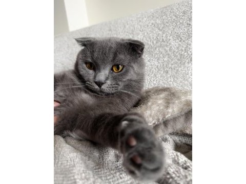 Scottish fold
