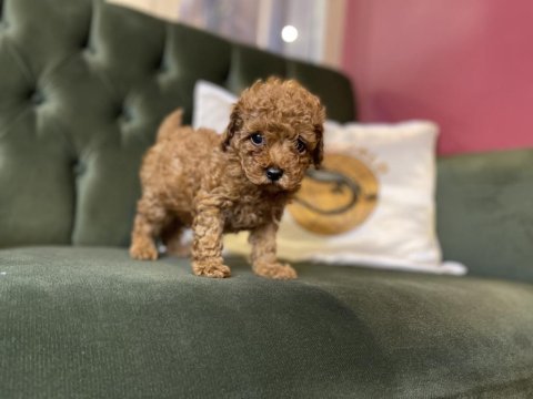 Toy poodle yavrularımız