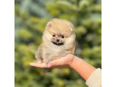 Pofuduk pomeranian bebeklerimiz