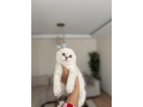 Scottısh fold dünya tatlısı yavrularım 