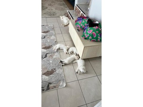 British longhair 2.5 aylık 2 dişi 2 erkek