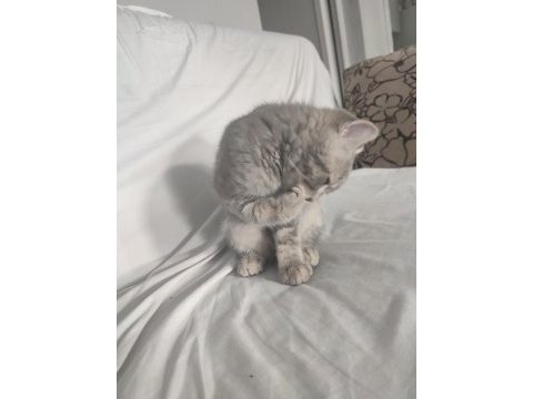 British shorthair erkek 28 nisan doğumlu