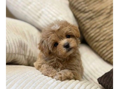 Teacup maltıpoo yavrularımız