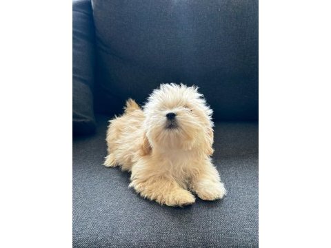 Poodle dan farksız maltipoo
