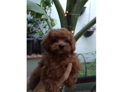 Teacup kore poodle yavrular!