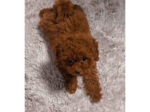 Tuvalet eğitimli toy poodle bebek