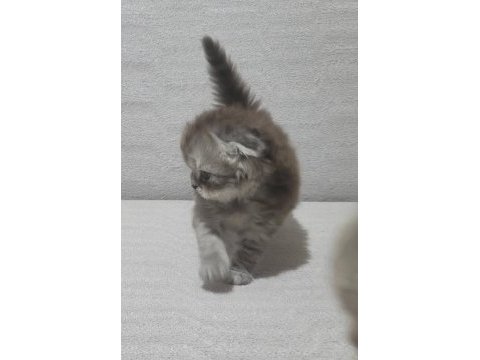 Scottish fold longhair dişi bebek