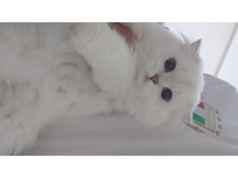 British longhair kızım yeni sahibini bekliyor