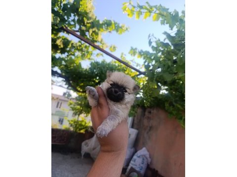 Pomeranian bebekler