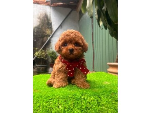 Ankaranın gözde toy poodle yavruları