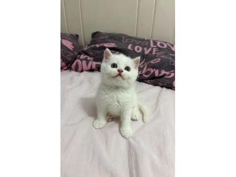 Kar beyazı british longhair bebekler geldi