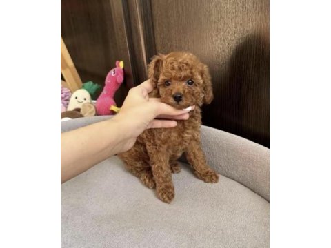 Toy poodle köpeği