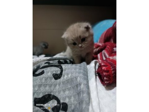 Dünyalar tatlısı ömürlük scottish fold dostlar