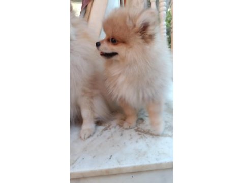 Pomeranian spitz köpeğimiz