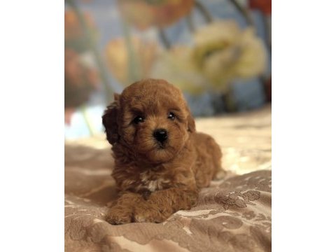Red kızıl maltipoo yavruları