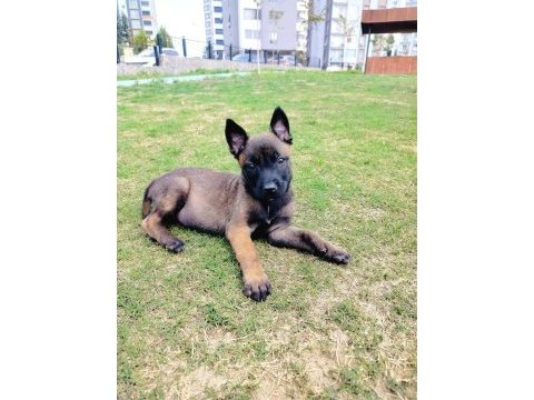 A kalite belçika kurdu yavruları