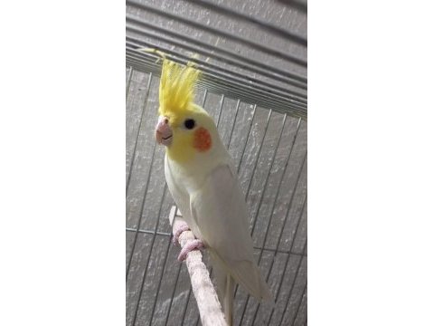 Acil satılık sultan papağanları