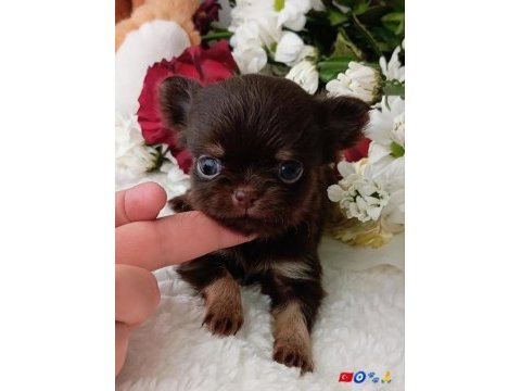 Safkan bir erkek chihuahua