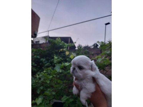 Yavru pekinez köpekler