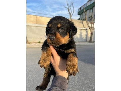 2 erkek ve 1 dişi koca kafa rottweiler yavrular