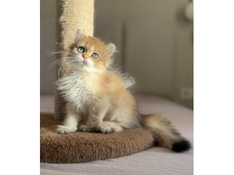 Ny11 golden mükemmel kalite british longhair