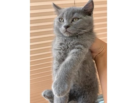 British shorthair erkek yavru 2 buçuk aylık