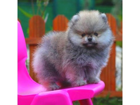 Pomeranian boo 3 aylık erkek