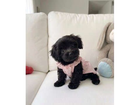 Black morkie