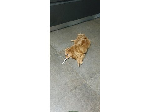 0 numara pomeranian spitz erkek ve dişi