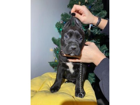 Safkan şampiyon anneden blue ve siyah cane corso yavrular