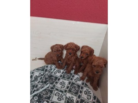 Erkek ve dişi toy poodle yavrular kore kan