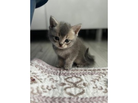 British shorthair yavrularımız