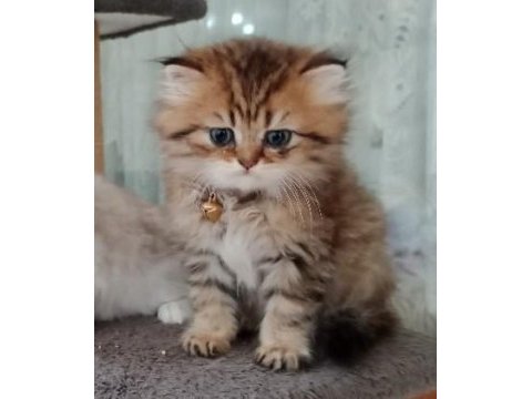 Dişi british longhair