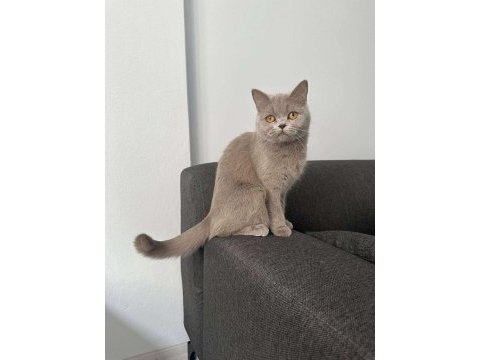 Lilac british shorthair cinsi kedimiz aile arıyoruz.