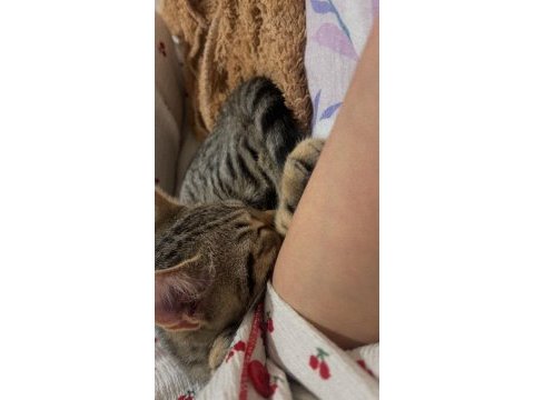 Selam ben scottish fold bihter