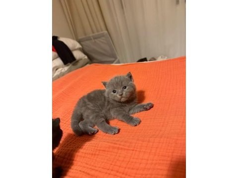45 günlük gri scottish fold teslime hazır