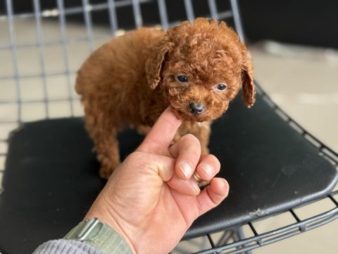 Kalite güven ve mutluğun adresi petmode den