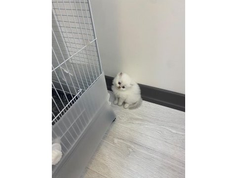 British longhair kedimiz için ulaşın