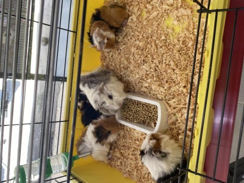 Guinea pig yavrularımız
