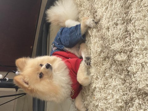 3 haftalık ön talep pomeranian
