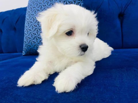 Maltese terier yavruları son derece sağlıklı