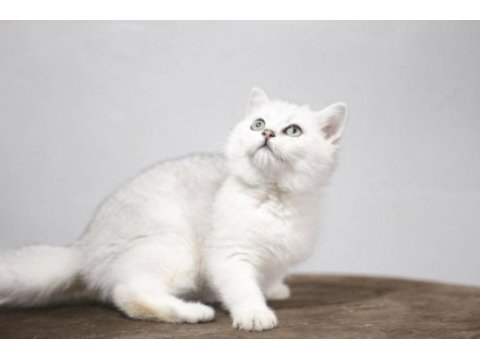 British longhair yavruları